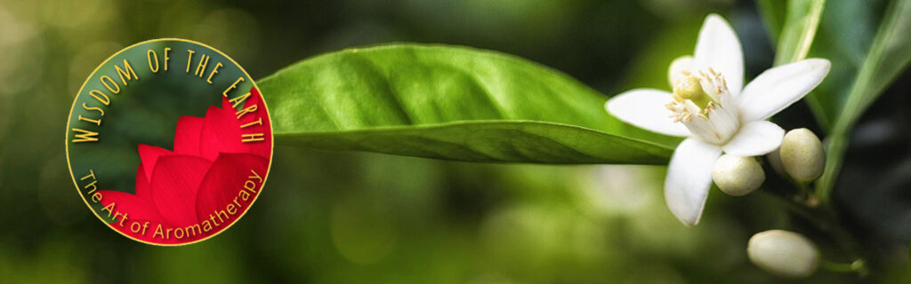 Wisdom of the Earth